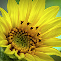 Wild Sunflower Photograph by Cathy Kovarik Wild Sunflower Photograph by Cathy Kovarik