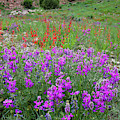Wildflower Garden along Highway 145 Photograph by Ray Mathis Wildflower Garden along Highway 145 Photograph by Ray Mathis