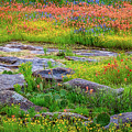 Wildflower Rock Photograph by Johnny Boyd Wildflower Rock Photograph by Johnny Boyd