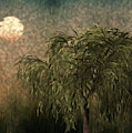 Willow at Sunset by Looly Elzayat Willow at Sunset by Looly Elzayat