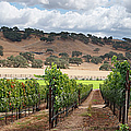 Wine Country Scenic Photograph by S. Greg Panosian
