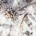 Winter frost on a garden thistle close up Photograph by Simon Bratt Winter frost on a garden thistle close up Photograph by Simon Bratt