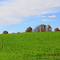 Winter Wheat In October In Southern Ontario by Louise Heusinkveld Winter Wheat In October In Southern Ontario by Louise Heusinkveld