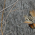 Woodcock Feathers by Asbed Iskedjian Woodcock Feathers by Asbed Iskedjian