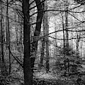 Woodland Scene Photograph by Mike Eingle Woodland Scene Photograph by Mike Eingle