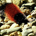 Woolly Bear Caterpillar on the Rocks Photograph by Linda Stern Woolly Bear Caterpillar on the Rocks Photograph by Linda Stern