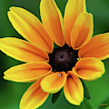 Yellow Flower Black Eyed Susan Photograph by Christina Rollo Yellow Flower Black Eyed Susan Photograph by Christina Rollo