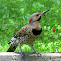Yellow-shafted Northern Flicker Photograph by Linda Stern Yellow-shafted Northern Flicker Photograph by Linda Stern
