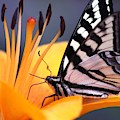 Yellow Swallowtail Butterfly On Lily Flower 020 by Mrsroadrunner Photography Yellow Swallowtail Butterfly On Lily Flower 020 by Mrsroadrunner Photography
