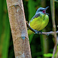 Yellow Throated Kingbird Photograph by Leslie Struxness Yellow Throated Kingbird Photograph by Leslie Struxness