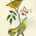 Yellow Warbler Mixed Media by Unknown Yellow Warbler Mixed Media by Unknown