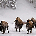Yellowstone Bison In Winter Photograph by Dbushue Photography