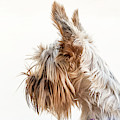 Richard the Yorkie II Photograph by Pavel Melnikov Richard the Yorkie II Photograph by Pavel Melnikov