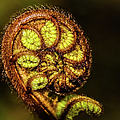 Young fern leaves Photograph by Lyl Dil Creations Young fern leaves Photograph by Lyl Dil Creations