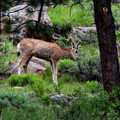 Young mule deer feeding Photograph by Dan Friend Young mule deer feeding Photograph by Dan Friend