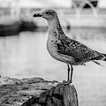 Young Seagull by Borja Robles Young Seagull by Borja Robles