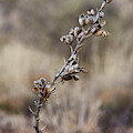 Yucca Seed Pods Photograph by Robert WK Clark Yucca Seed Pods Photograph by Robert WK Clark