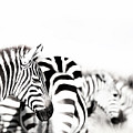 Zebras Black And White by Jane Rix Zebras Black And White by Jane Rix