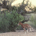 Zoomies Photograph by Shannon Hastings Zoomies Photograph by Shannon Hastings
