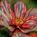 0311 Flower Garden North Vancouver FV100 by Neptune Images