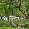 2021 Fall Sandhill Cranes 8 Photograph by Janis Senungetuk 2021 Fall Sandhill Cranes 8 Photograph by Janis Senungetuk