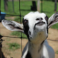 A Goat's Smile Photograph by Demetrai Johnson A Goat's Smile Photograph by Demetrai Johnson
