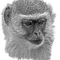 African Vervet Monkey #1 by Larry Linton