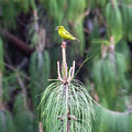 Amahiki Honeycreeper #1 by Charlie Osborn