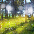 Anemones in Megiddo's woodland by Dubi Roman