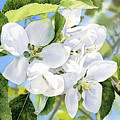 Apple Blossoms Painting by Espero Art Apple Blossoms Painting by Espero Art