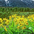Arrowleaf Balsamroot Grand Tetons National Park Wyoming Photograph by Dave Welling Arrowleaf Balsamroot Grand Tetons National Park Wyoming Photograph by Dave Welling