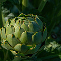 Artichoke Photograph by Derek Dean Artichoke Photograph by Derek Dean