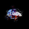 Artistic Candy Multicolor Betta Fish Digital Art by Sambel Pedes Artistic Candy Multicolor Betta Fish Digital Art by Sambel Pedes