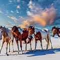 Assateague Island, ponies Photograph by Louis Dallara Assateague Island, ponies Photograph by Louis Dallara