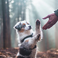 Australian Shepherd puppy Photograph by Vaclav Sonnek Australian Shepherd puppy Photograph by Vaclav Sonnek