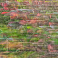 Autumn Blur #1 by Cate Franklyn