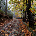 Autumn landscape with trees and Autumn leaves on the ground after rain Photograph by Michalakis Ppalis Autumn landscape with trees and Autumn leaves on the ground after rain Photograph by Michalakis Ppalis