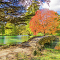 Autumn Lights #1 by Cathy Donohoue
