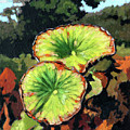 Autumn Lotus Leaves by John Lautermilch Autumn Lotus Leaves by John Lautermilch