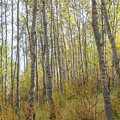 Autumn Woods Photograph by Karen Rispin Autumn Woods Photograph by Karen Rispin