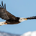 Bald Eagle #1 by John T Humphrey