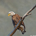 Bald Eagle Perched in a Dead Tree Photograph by Jeff Goulden Bald Eagle Perched in a Dead Tree Photograph by Jeff Goulden