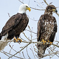 Bald Eagles Photograph by Wesley Aston Bald Eagles Photograph by Wesley Aston