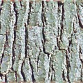 Bark Texture Mixed Media by Christopher Reed Bark Texture Mixed Media by Christopher Reed