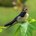 Barn Swallow Hirundo rustica Costa Ballena Cadiz Photograph by Pablo Avanzini Barn Swallow Hirundo rustica Costa Ballena Cadiz Photograph by Pablo Avanzini