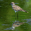 Beautiful killdeer Photograph by Sam Rino Beautiful killdeer Photograph by Sam Rino