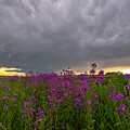 Beauty and the Beast #1 by Aaron J Groen
