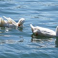 Beauty In The Water Photograph by Demetrai Johnson Beauty In The Water Photograph by Demetrai Johnson