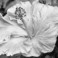 Black and White Hibiscus 2 Photograph by Amy Fose Black and White Hibiscus 2 Photograph by Amy Fose