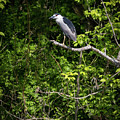Black Crowned Night Heron #1 by Thomas Marchessault